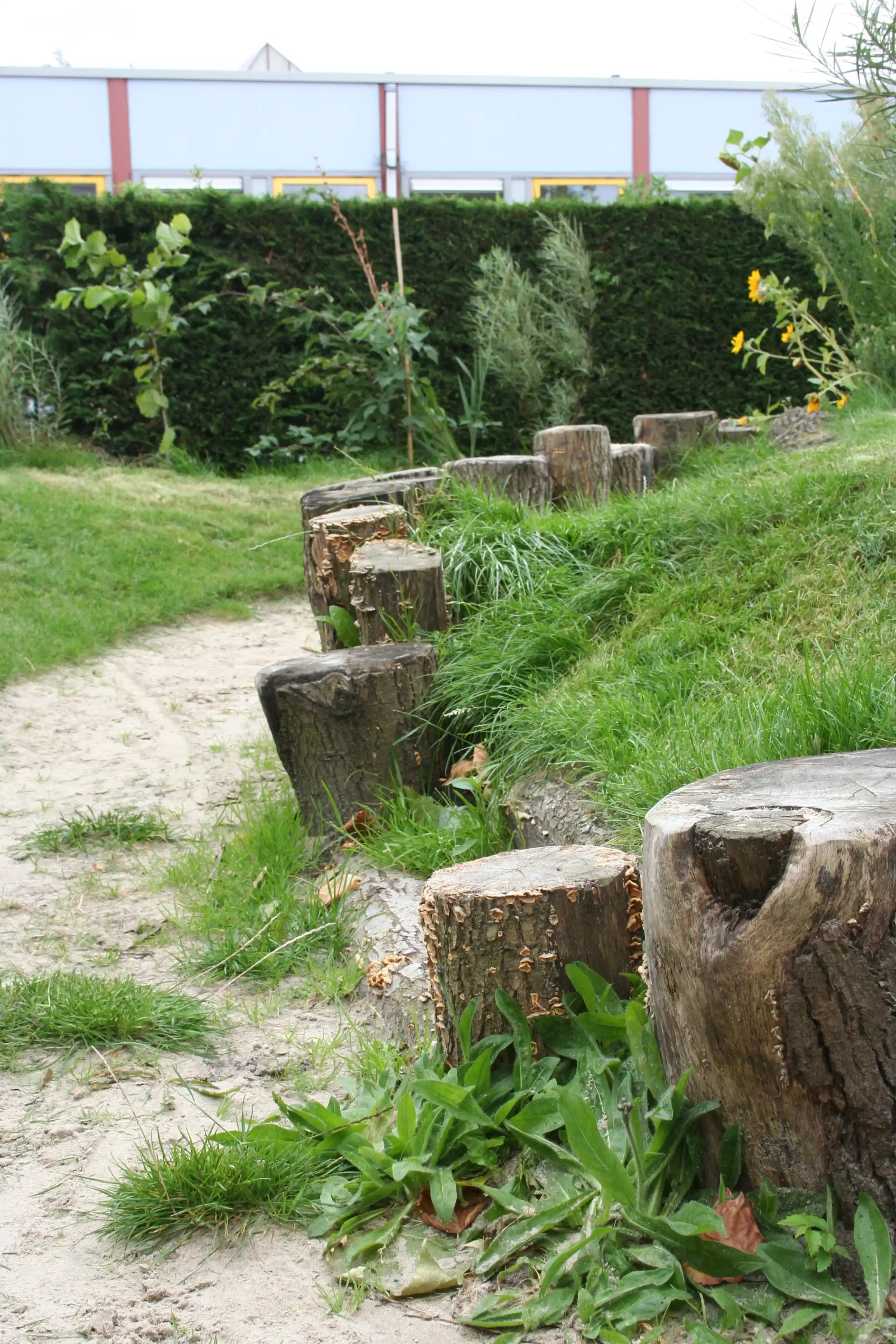 Dragon de saule dans une cour naturelle