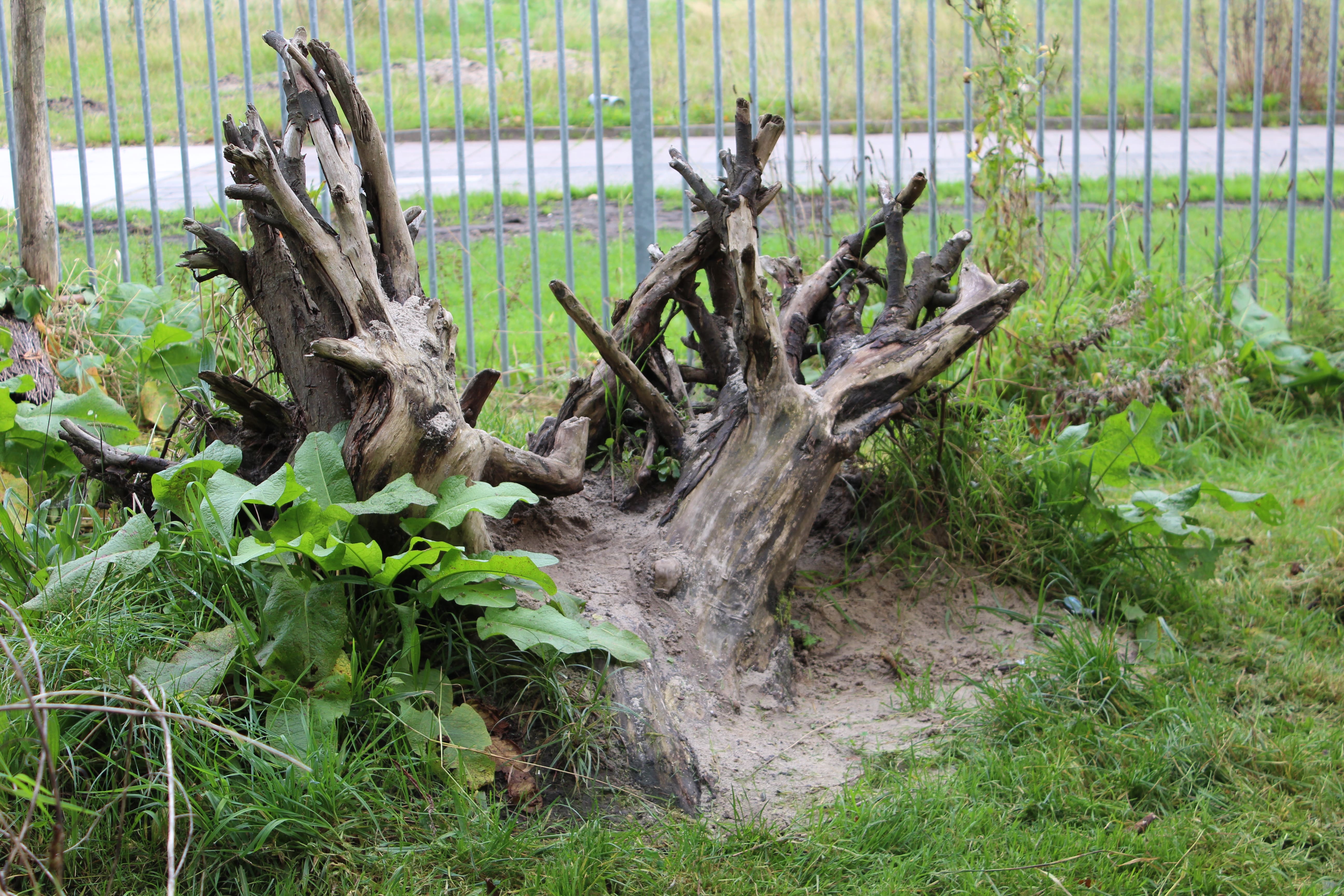 Motte de racines naturelles
